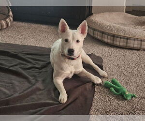 Mutt Dogs for adoption in Lakewood, CO, USA