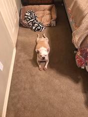 French Bulldog Dogs for adoption in Lindale , TX, USA