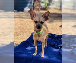 Miniature Pinscher-Unknown Mix Dogs for adoption in Seal Beach, CA, USA