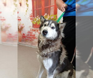 Siberian Husky Dogs for adoption in San Bernardino, CA, USA