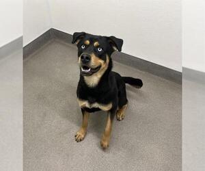 Rottweiler-Unknown Mix Dogs for adoption in HESPERIA, CA, USA
