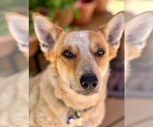 Mutt Dogs for adoption in Brewster, NY, USA
