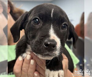 Boxer-Unknown Mix Dogs for adoption in Washington, DC, USA