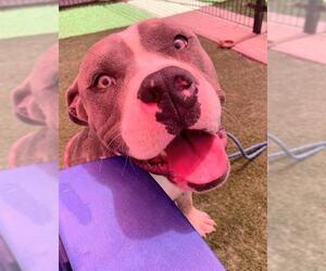 American Pit Bull Terrier Dogs for adoption in Sacramento, CA, USA