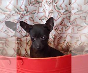 Chihuahua Dogs for adoption in Baileyton, AL, USA