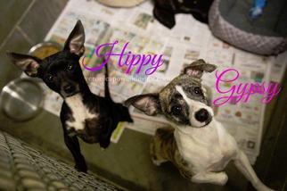 Chiweenie Dogs for adoption in Kendallville, IN, USA