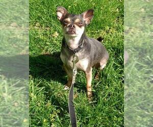 Chihuahua Dogs for adoption in Gibbstown, NJ, USA