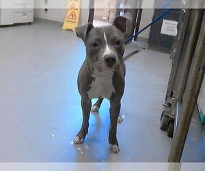 American Pit Bull Terrier Dogs for adoption in Fayetteville, NC, USA