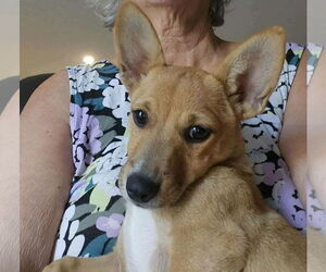 Mutt Dogs for adoption in Gulfport, MI, USA