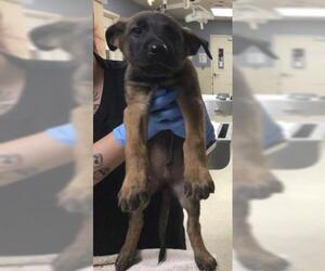 German Shepherd Dog Dogs for adoption in Riverside, CA, USA