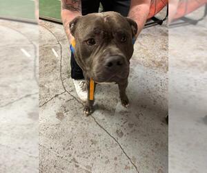 American Pit Bull Terrier-Unknown Mix Dogs for adoption in Oklahoma City, OK, USA