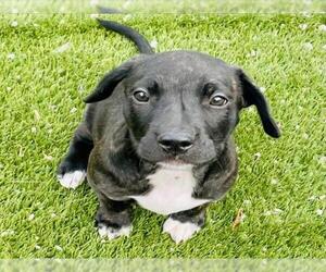 Labrador Retriever-Unknown Mix Dogs for adoption in Toronto, Ontario, Canada