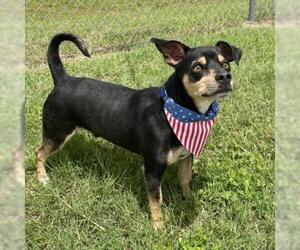 Chihuahua Dogs for adoption in Austin, TX, USA