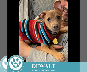 Miniature Pinscher-Unknown Mix Dogs for adoption in Kimberton, PA, USA