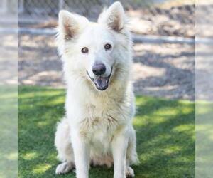 German Shepherd Dog-Unknown Mix Dogs for adoption in Camarillo, CA, USA