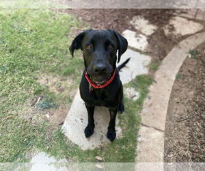 Labrador Retriever Dogs for adoption in Clovis, CA, USA