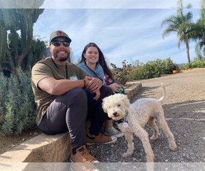 Poodle (Miniature) Dogs for adoption in  Ramona, CA, USA