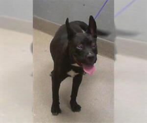 American Pit Bull Terrier-Unknown Mix Dogs for adoption in Las Vegas, NV, USA