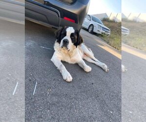 Saint Bernard Dogs for adoption in Bullard, TX, USA