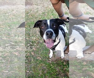Australian Shepherd-Unknown Mix Dogs for adoption in The Woodlands, TX, USA
