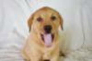 Medium Photo #1 Irish Setter-Red Heeler Mix Puppy For Sale in Von Ormy, TX, USA
