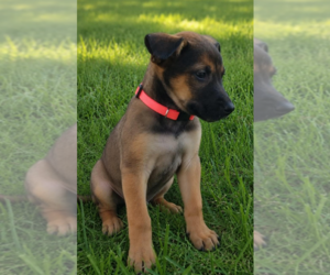 Black Mouth Cur-Unknown Mix Dogs for adoption in McKinney, TX, USA