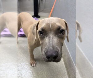 Mutt Dogs for adoption in Las Vegas, NV, USA