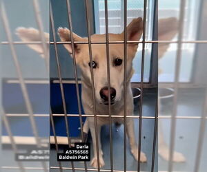 Siberian Husky Dogs for adoption in Pasadena, CA, USA