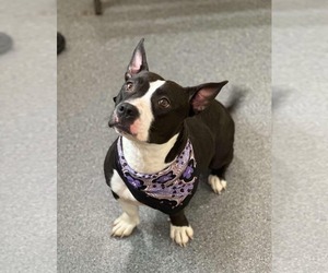 American Pit Bull Terrier-Unknown Mix Dogs for adoption in Low Moor, VA, USA