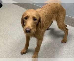 Golden Retriever-Unknown Mix Dogs for adoption in Las Vegas, NV, USA