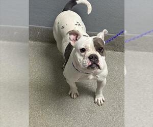 Boxer-Unknown Mix Dogs for adoption in Las Vegas, NV, USA