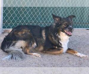 Australian Shepherd Dogs for adoption in Golden Valley, AZ, USA