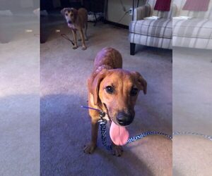 Redbone Coonhound-Unknown Mix Dogs for adoption in aurora, IL, USA