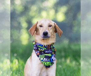 Labrador Retriever-Unknown Mix Dogs for adoption in Unionville, PA, USA