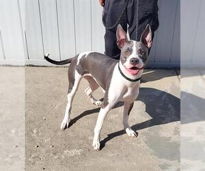 American Staffordshire Terrier Dogs for adoption in Louisville, KY, USA