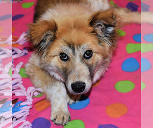English Shepherd-Unknown Mix Dogs for adoption in Dodson, MT, USA