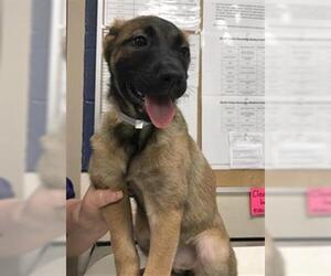 German Shepherd Dog-Unknown Mix Dogs for adoption in Conroe, TX, USA
