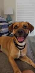 Puggle Dogs for adoption in Seminole, FL, USA