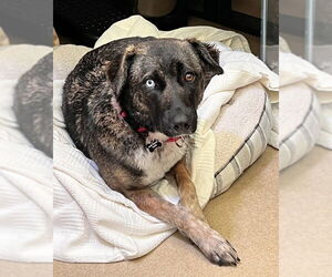 Siberian Husky-Unknown Mix Dogs for adoption in Petaluma, CA, USA