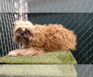 Shih Tzu Dogs for adoption in Downey, CA, USA