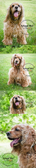Cocker Spaniel Dogs for adoption in Chantilly, VA, USA
