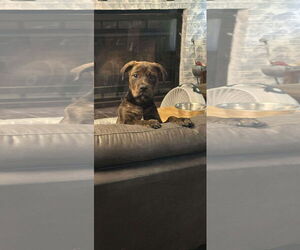 Labrador Retriever-Unknown Mix Dogs for adoption in Sanford, FL, USA