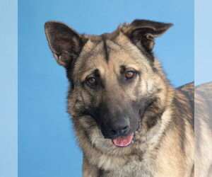 German Shepherd Dog Dogs for adoption in Pasadena, CA, USA