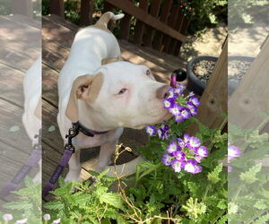 American Pit Bull Terrier-Unknown Mix Dogs for adoption in Cary, NC, USA