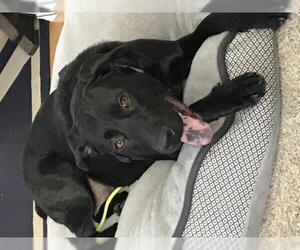 Labrador Retriever-Unknown Mix Dogs for adoption in San Antonio, TX, USA