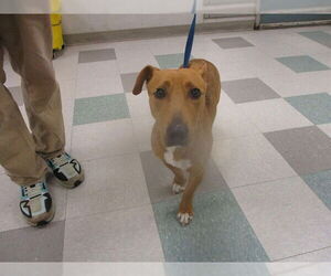 Mutt Dogs for adoption in Oklahoma City, OK, USA