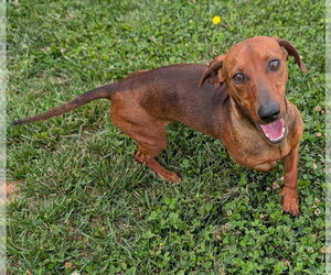 Dachshund Dogs for adoption in Shelbyville, TN, USA