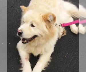 Chow Chow Dogs for adoption in Potomac, MD, USA