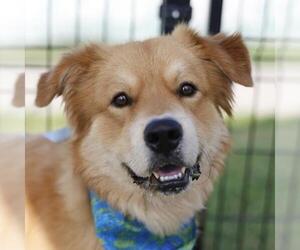 Golden Retriever-Unknown Mix Dogs for adoption in San Antonio, TX, USA