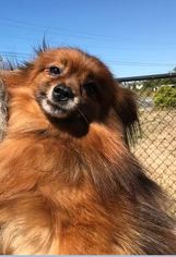 Pomeranian-Unknown Mix Dogs for adoption in McKenna, WA, USA